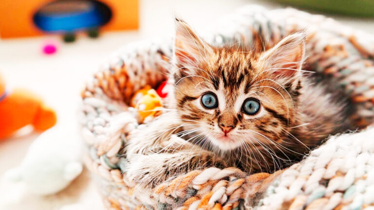 les-premiers-jours-dun-chaton-comprendre-ses-besoins-et-son-developpement6935