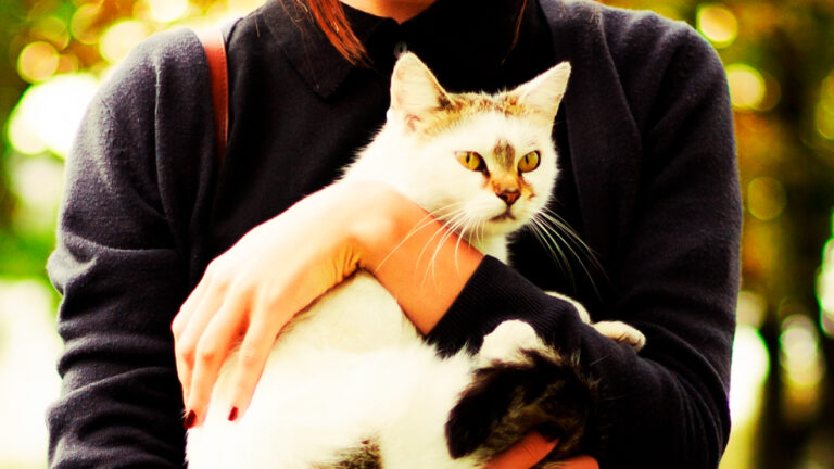 les-six-femmes-extraordinaires-qui-ont-transforme-notre-comprehension-de-leducation-des-chats6943