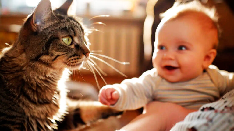 lorsque-ce-chat-rencontre-un-bebe-pour-la-premiere-fois-sa-reaction-emeut-profondement-les-internautes6934