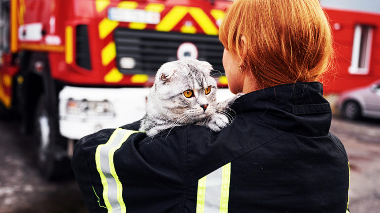 normandie-un-sauvetage-massif-de-chats-apres-un-incendie-revele-les-defis-des-petites-associations