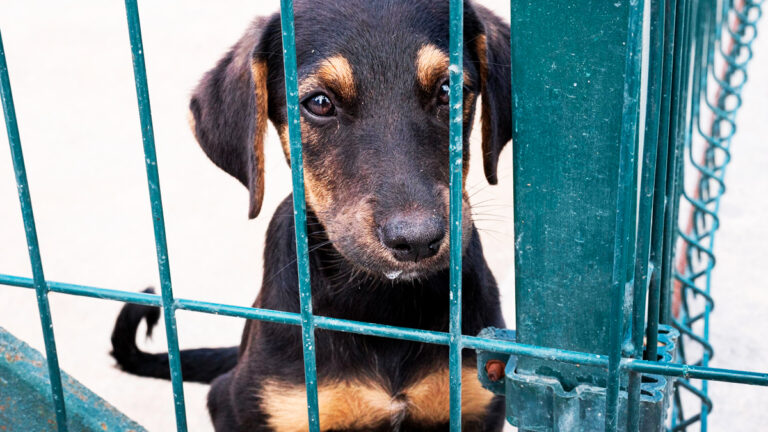 occitanie-un-chien-abandonne-a-la-grille-dun-refuge-une-quete-emotive-pour-retrouver-son-proprietaire-6455