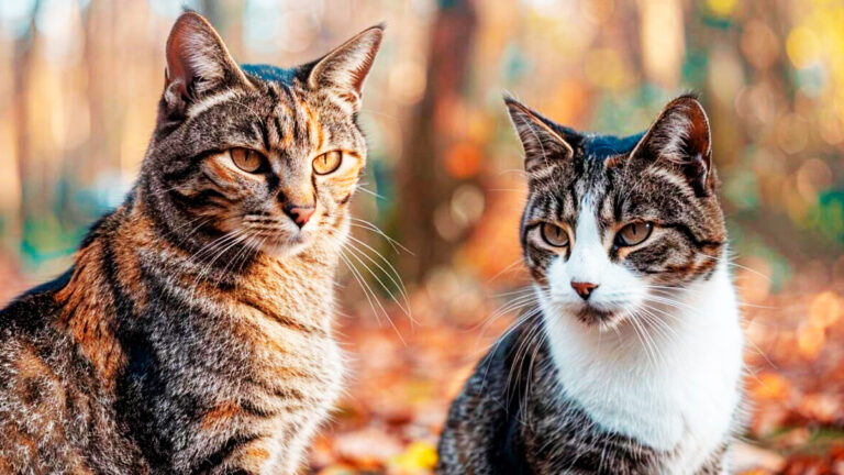peut-on-envisager-une-descendance-entre-chats-sauvages-et-domestiques-une-exploration-fascinante6951