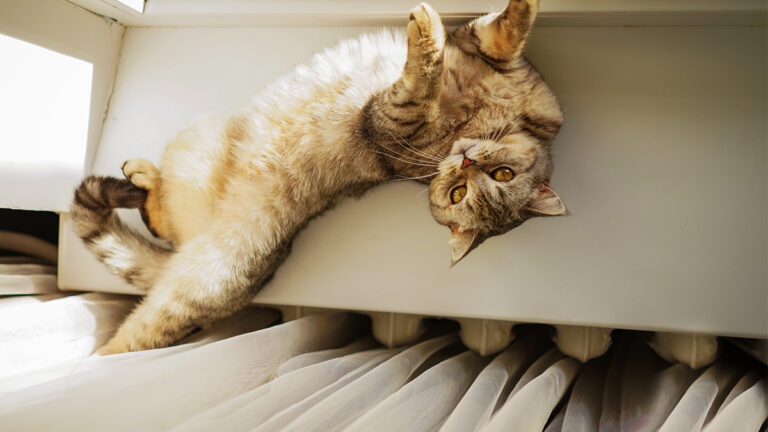 portrait-of-a-beautiful-cat-cute-cat-portrait-ha-2023-11-27-04-54-14-utc