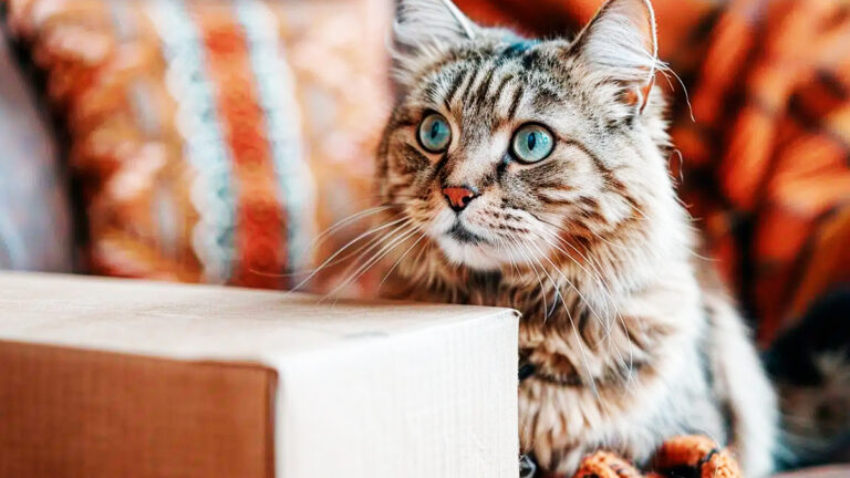 pourquoi-votre-chat-est-il-fascine-par-les-boites-en-carton-decouvrez-les-raisons-de-cette-attirance7186