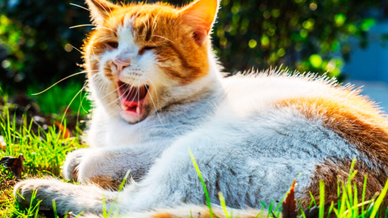 pourquoi-votre-chat-miaule-t-il-constamment-meme-pendant-vos-heures-de-sommeil7202