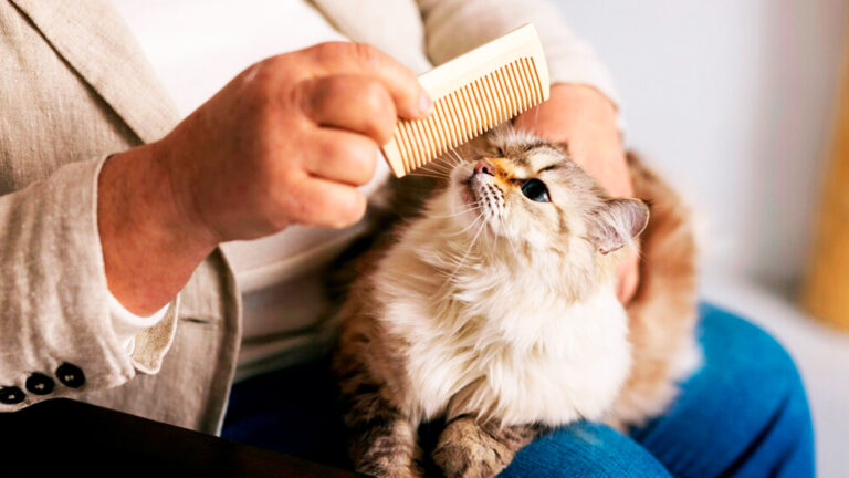 pourquoi-votre-chat-pourrait-souffrir-de-pellicules-et-comment-y-remedier-efficacement7253