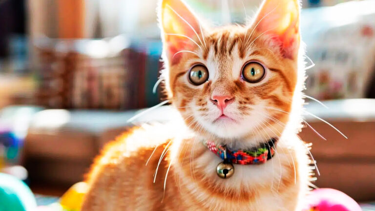 pourquoi-votre-chat-semble-ignorer-votre-non-et-comment-y-remedier-efficacement6960