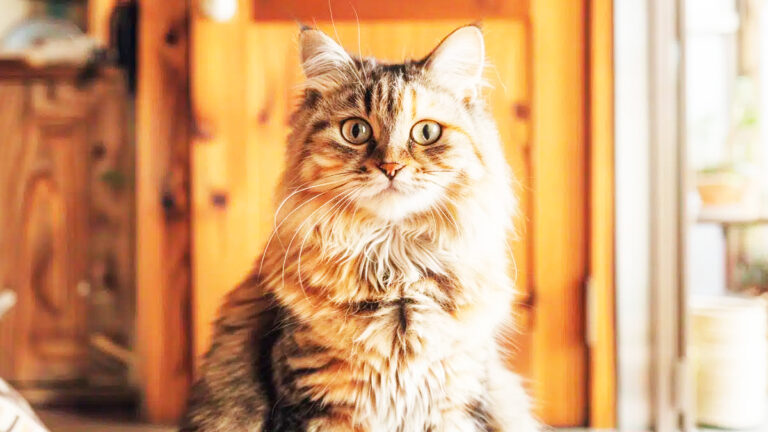 pourquoi-votre-chat-soppose-t-il-a-lidee-des-portes-fermees-comprendre-ses-emotions-et-comportements6955
