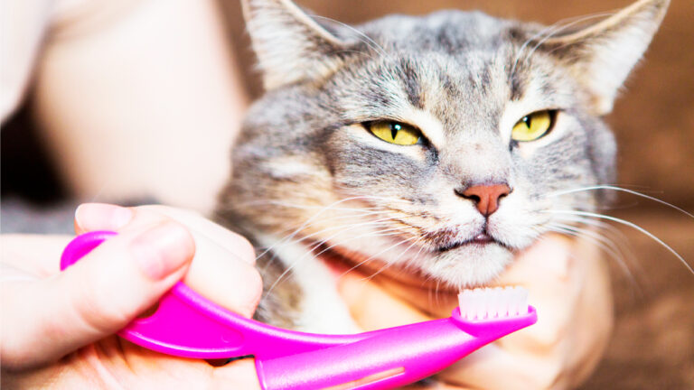prendre-soin-des-dents-de-votre-chaton-un-guide-complet-pour-les-nouveaux-proprietaires6928