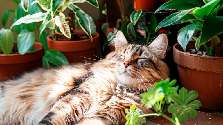 protegez-votre-chat-des-coups-de-chaleur-symptomes-soins-et-moyens-de-prevention-efficaces7237