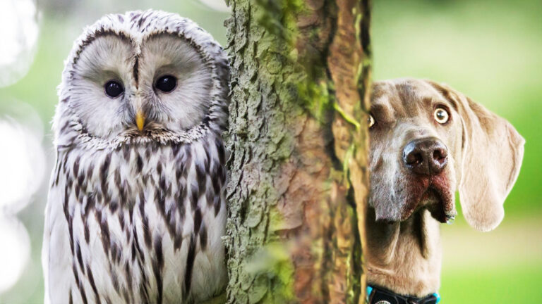 quand-des-intrus-felines-semparent-dun-nichoir-a-hiboux-une-histoire-emouvante-de-sauvetage