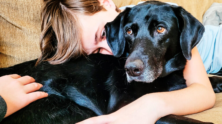 quand-la-confiance-dun-chien-envers-sa-famille-daccueil-devient-une-touchante-etreinte6504