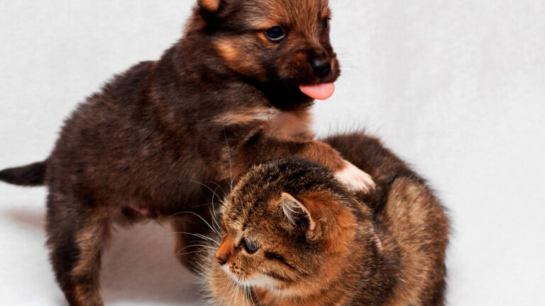 quand-les-anciens-proprietaires-dun-chaton-tentent-dadopter-un-chiot-trois-jours-apres-labandon-6471