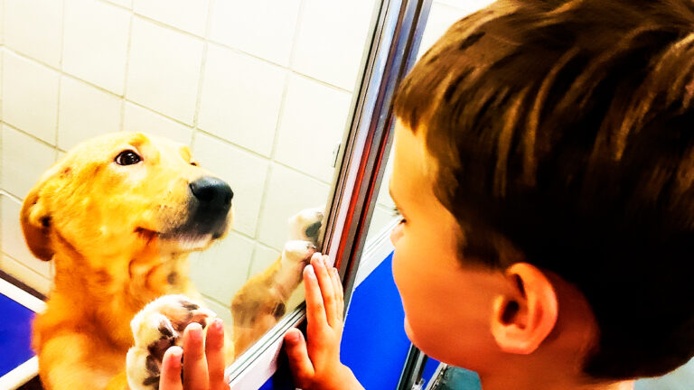 quand-les-chiens-et-leurs-toiletteurs-se-mobilisent-pour-aider-un-jeune-garcon-atteint-de-cancer6470