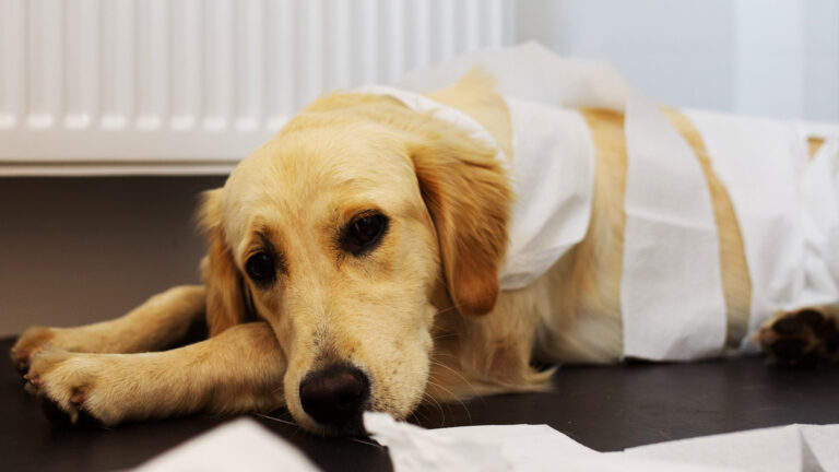 quand-les-internautes-deviennent-des-heros-pour-un-chien-malade-un-appel-a-laide-qui-change-tout