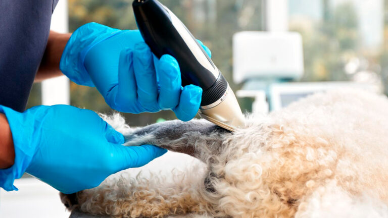 quand-les-veterinaires-decouvrent-un-chien-sous-un-amas-de-fourrure-la-transformation-est-stupefiante-6461