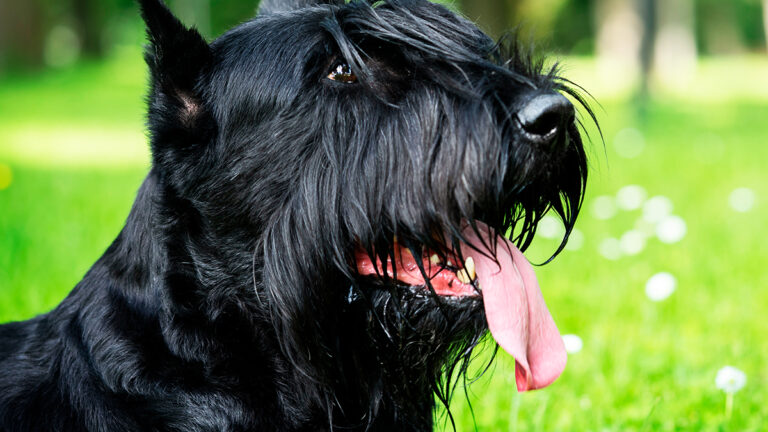 quand-un-bouvier-bernois-tenace-refuse-de-quitter-le-parc-sa-proprietaire-adopte-une-approche-inedite6510