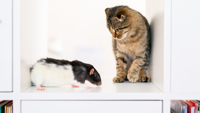 quand-un-chat-voit-un-cochon-dinde-pour-la-premiere-fois-une-amitie-improbable-se-forme6483