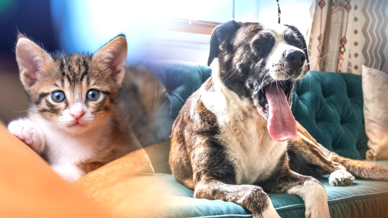quand-un-dogue-allemand-et-un-chaton-tissent-une-amitie-inattendue-et-captivante-emouvant-des-millions-de-coeurs