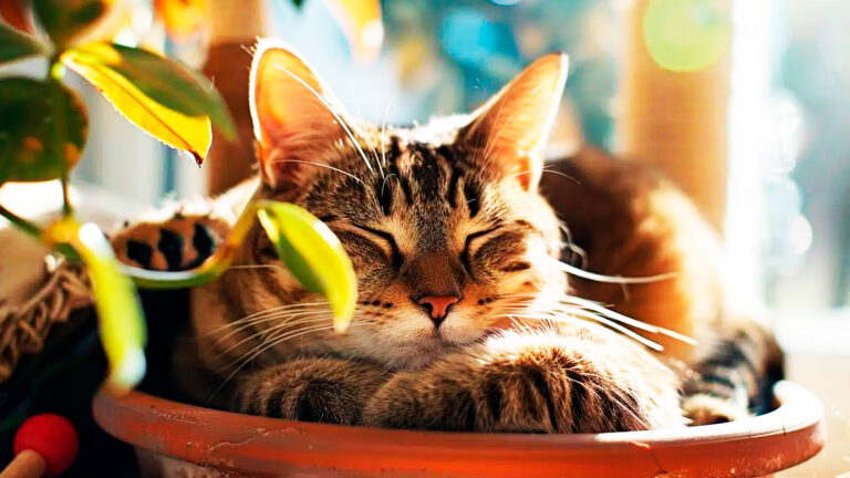 quand-votre-chat-choisit-des-lieux-etranges-pour-dormir-comprenez-ses-raisons6923