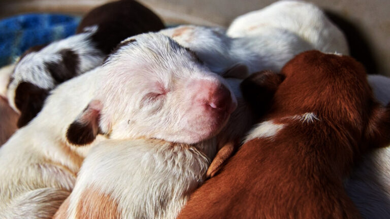 sauvetage-de-20-chiots-dun-elevage-illegal-en-normandie-une-nouvelle-chance-pour-ces-animaux-mal-nourris