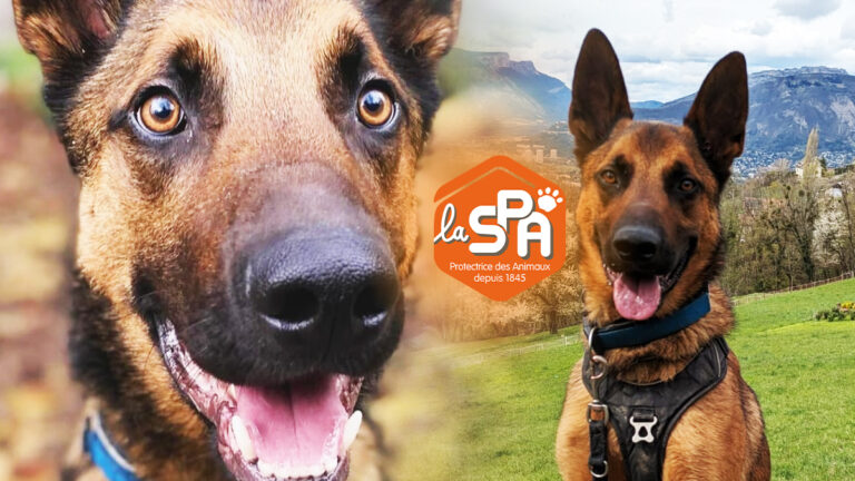snoop-chien-affectueux-et-energique-cherche-famille-aimante-il-est-magnifique