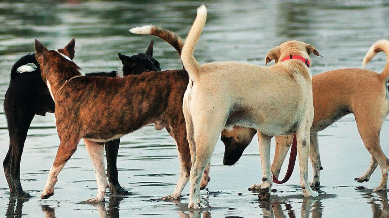 trois-chiens-sauves-de-justesse-dans-une-roubine-apres-de-fortes-pluies-a-pujaut6670