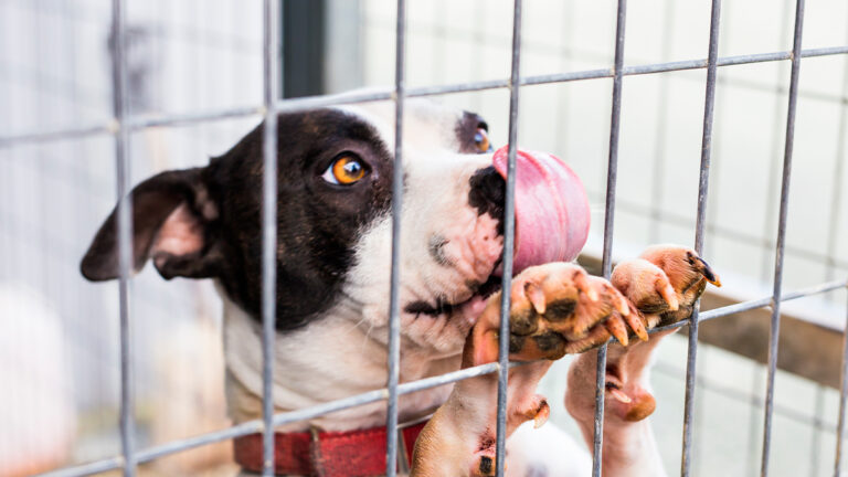 un-an-au-refuge-ce-chien-saccroche-a-ses-jouets-pour-trouver-du-reconfort6534
