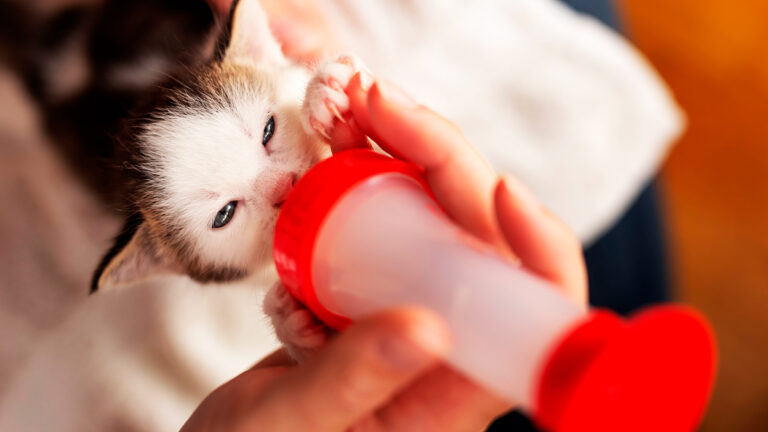 un-chaton-gele-trouve-dans-les-ordures-est-sauve-grace-a-lintervention-dune-femme-et-de-son-chat6454