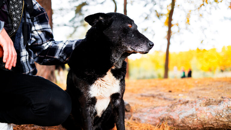 un-chien-perdu-dans-la-foret-retrouve-sa-famille-apres-une-odyssee-de-17-jours-et-lintervention-de-sauveteurs-devoues6496