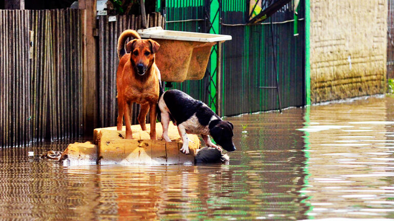 un-couple-ardechois-et-leur-course-contre-la-montre-pour-sauver-sept-animaux-dune-inondation-devastatrice6631