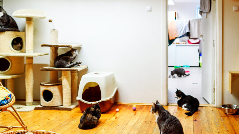 un-couple-cree-un-refuge-pour-les-chats-errants-et-prend-une-decision-radicale-face-au-succes-inattendu6451