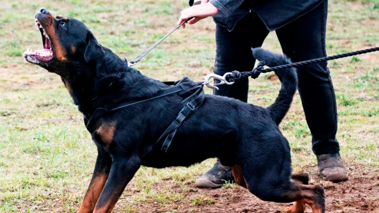 un-grand-chien-terrifie-retrouve-espoir-et-securite-grace-a-lintervention-de-benevoles-attentionnes6515