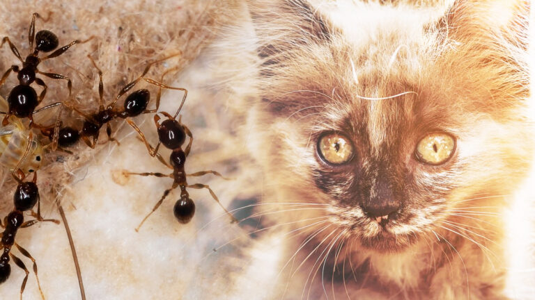 un-homme-en-californie-sauve-un-chaton-envahi-par-les-fourmis-et-lance-un-appel-a-laide