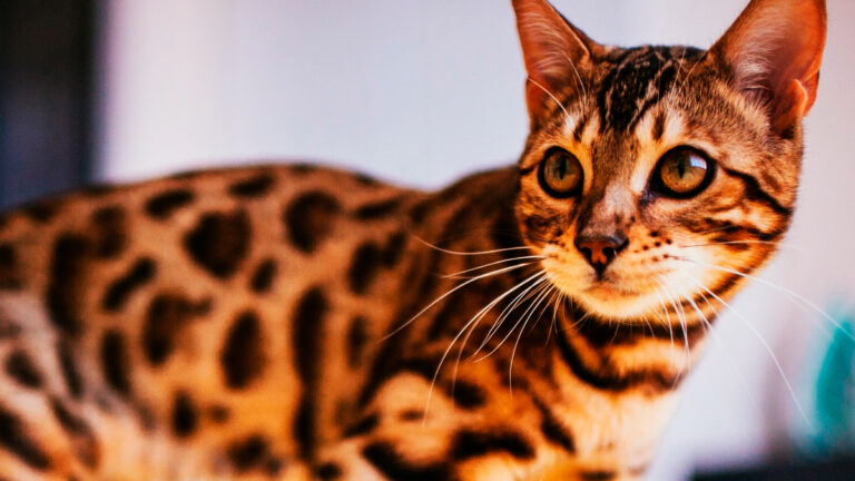 un-periple-de-21-heures-a-travers-les-etats-unis-pour-sauver-un-chaton-bengal-atteint-dune-maladie-6506