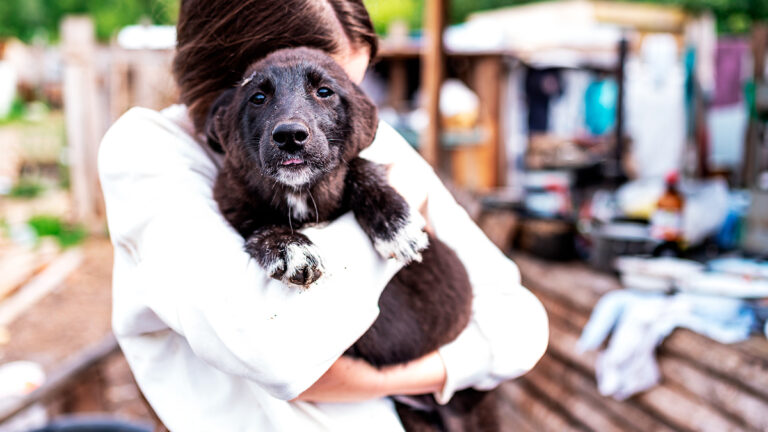 un-refuge-en-hongrie-transforme-une-journee-dadoption-sans-visiteurs-en-une-aventure-inoubliable-pour-les-chiens6432