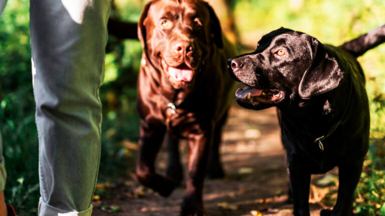 un-trio-de-chiens-secourus-apprend-a-se-reconnecter-avec-les-humains-apres-des-mois-de-negligence6529