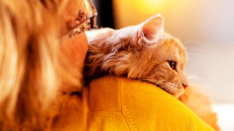un-veterinaire-offre-un-chaton-a-son-compagnon-mais-sa-reaction-est-inattendue-et-emotive-6462