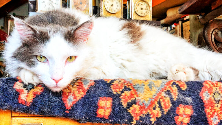 un-vieux-chat-errant-decouvre-pour-la-premiere-fois-la-chaleur-dun-foyer-apres-14-ans-derrance6493