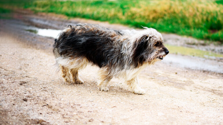 un-vieux-chien-aveugle-abandonne-sur-une-route-trouve-un-nouvel-espoir-grace-a-la-bienveillance-communautaire6524