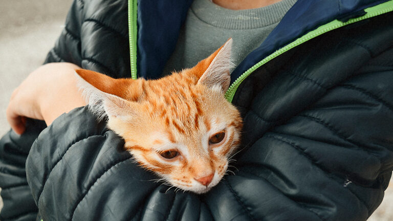 une-automobiliste-courageuse-sauve-15-chats-abandonnes-dans-un-sac-sur-une-aire-de-repos6474