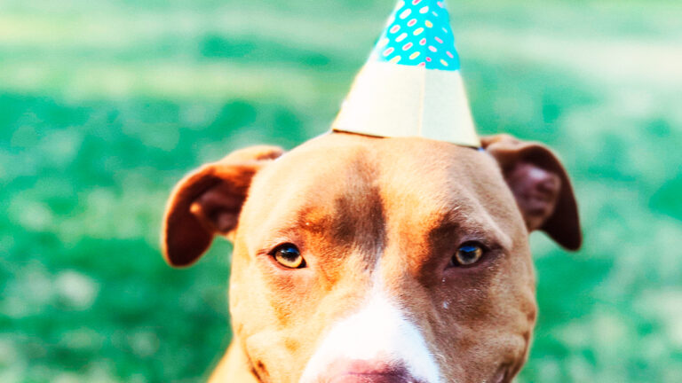 une-chienne-de-refuge-celebre-son-adoption-apres-presque-trois-ans-dattente-poignante6540