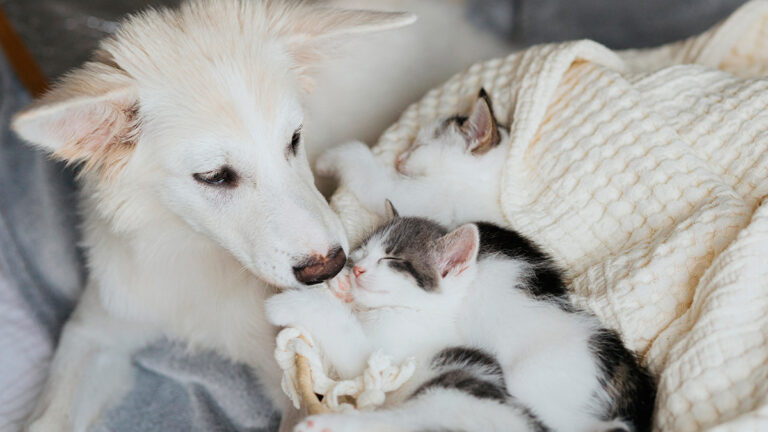 une-chienne-devient-la-protectrice-de-trois-chatons-abandonnes-dans-la-foret6475