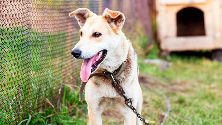 une-chienne-sauvee-de-labandon-trouve-espoir-et-bonheur-dans-un-refuge-lointain6497