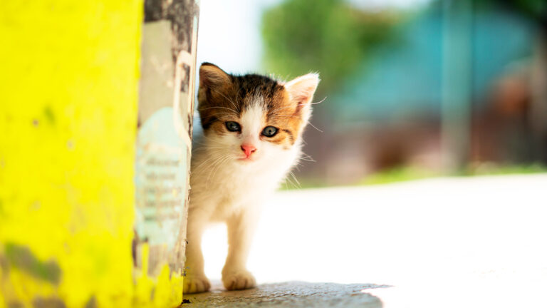 une-decouverte-inattendue-dans-les-ordures-revele-un-chaton-combattant-pour-sa-survie6511