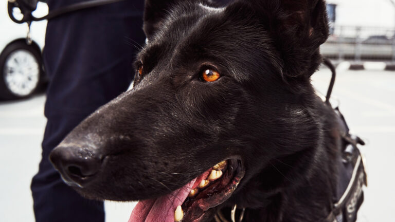 une-famille-pour-missile-le-chien-heros-de-la-gendarmerie-a-la-recherche-dune-retraite-paisible