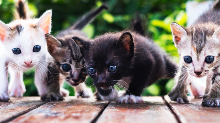 une-femme-vient-au-secours-dune-famille-de-chats-le-regard-unique-dun-chaton-captive-son-coeur-6420