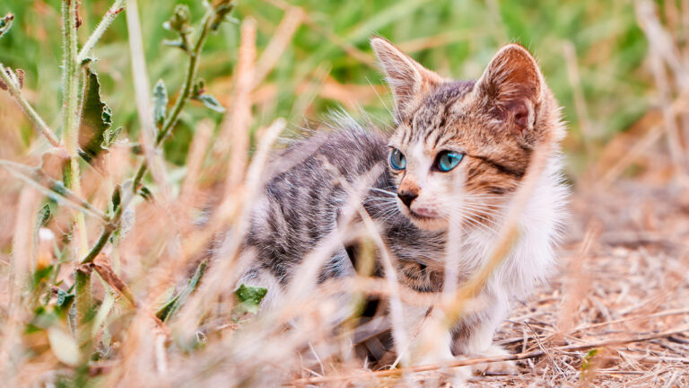 une-histoire-touchante-un-soldat-sauve-un-chaton-abandonne-et-lutte-pour-son-avenir-prometteur6456