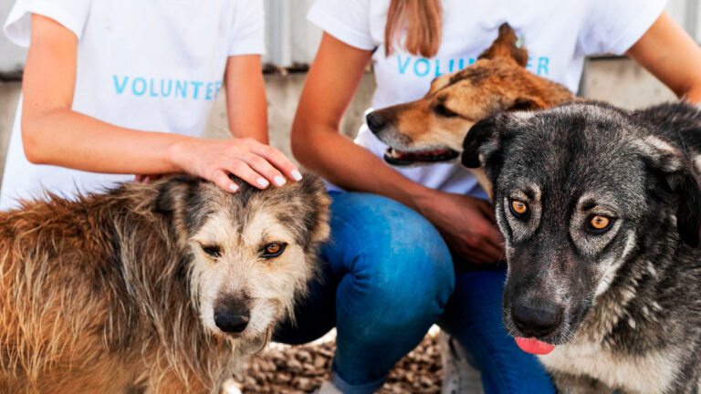 une-intervention-pour-un-chien-se-transforme-en-un-poignant-sauvetage-de-six-animaux-6427
