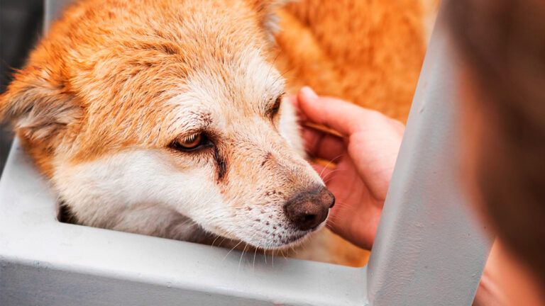 val-de-marne-recit-choquant-dun-nonagenaire-maltraitant-son-chien-avec-une-pelle-6446